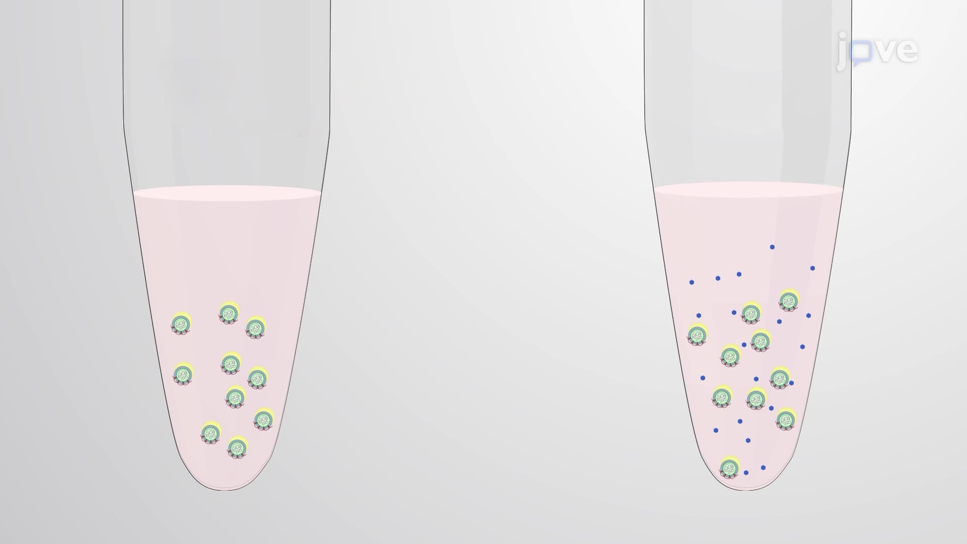 Assessing the Effectiveness of an Antiviral Test Compound through a Viral Inactivation Assay