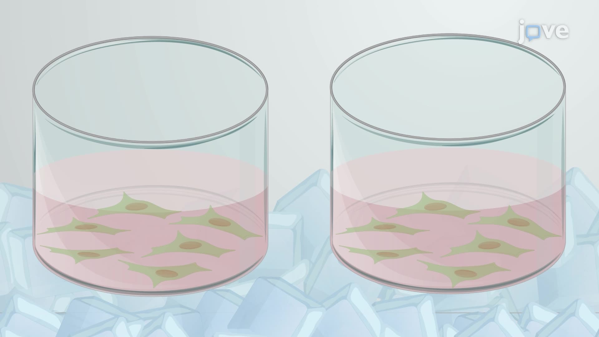 A Viral Attachment Assay for Screening of Antiviral Compounds
