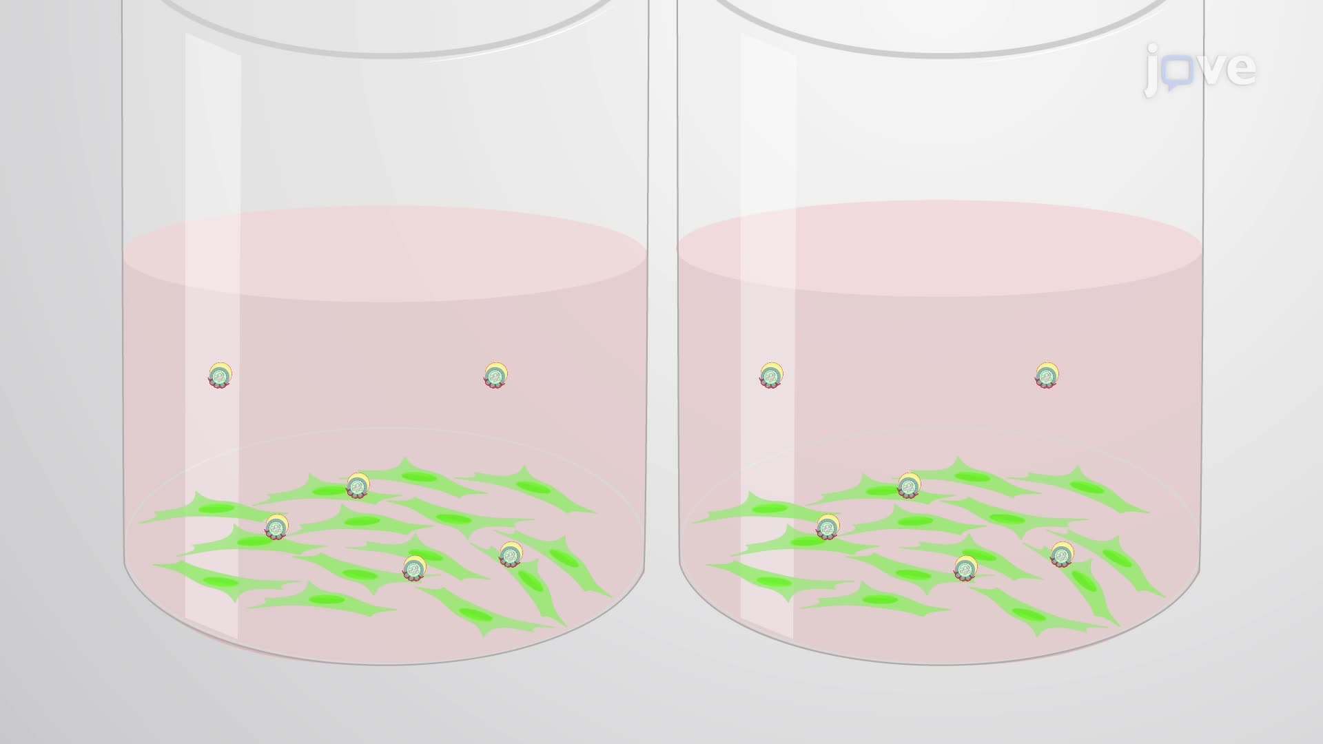 An Assay to Evaluate the Effect of Test Compounds on Viral Entry and Fusion in Host Cells