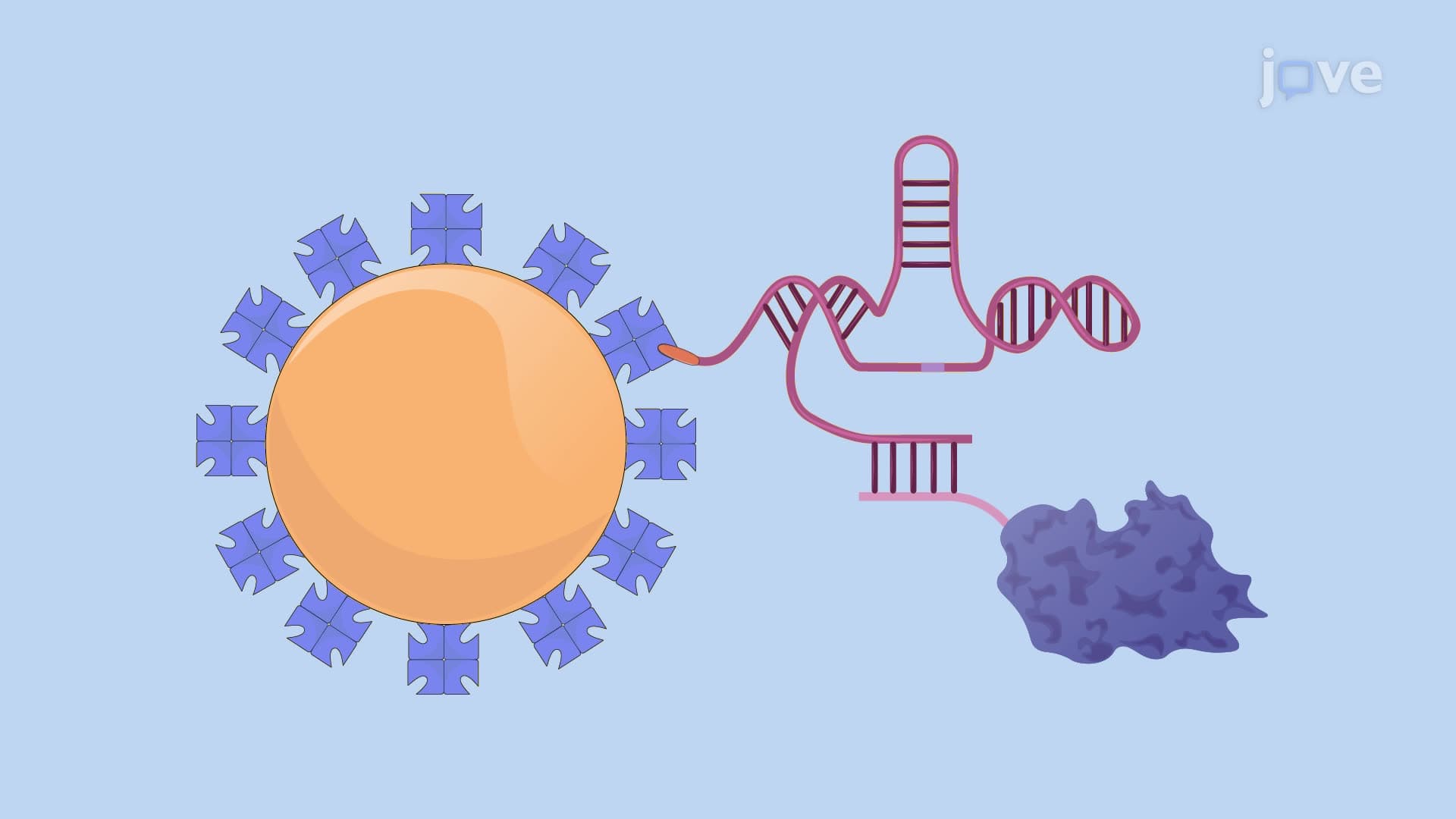 Colorimetric Detection of a Bacterial Biomarker Using a Modified Litmus Test
