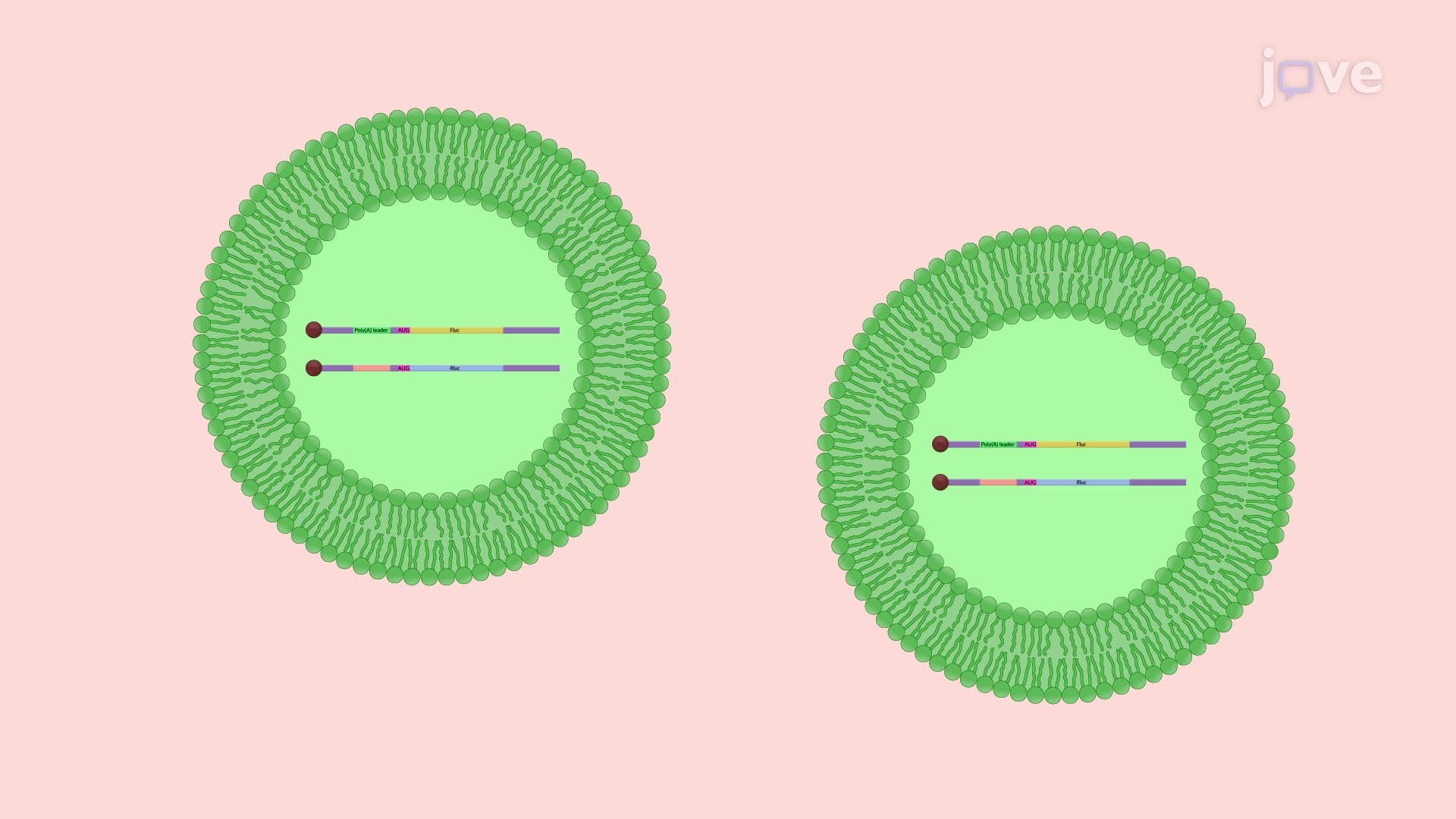 A Luciferase Reporter Assay to Study Translation Regulation in Poxvirus-Infected Cells