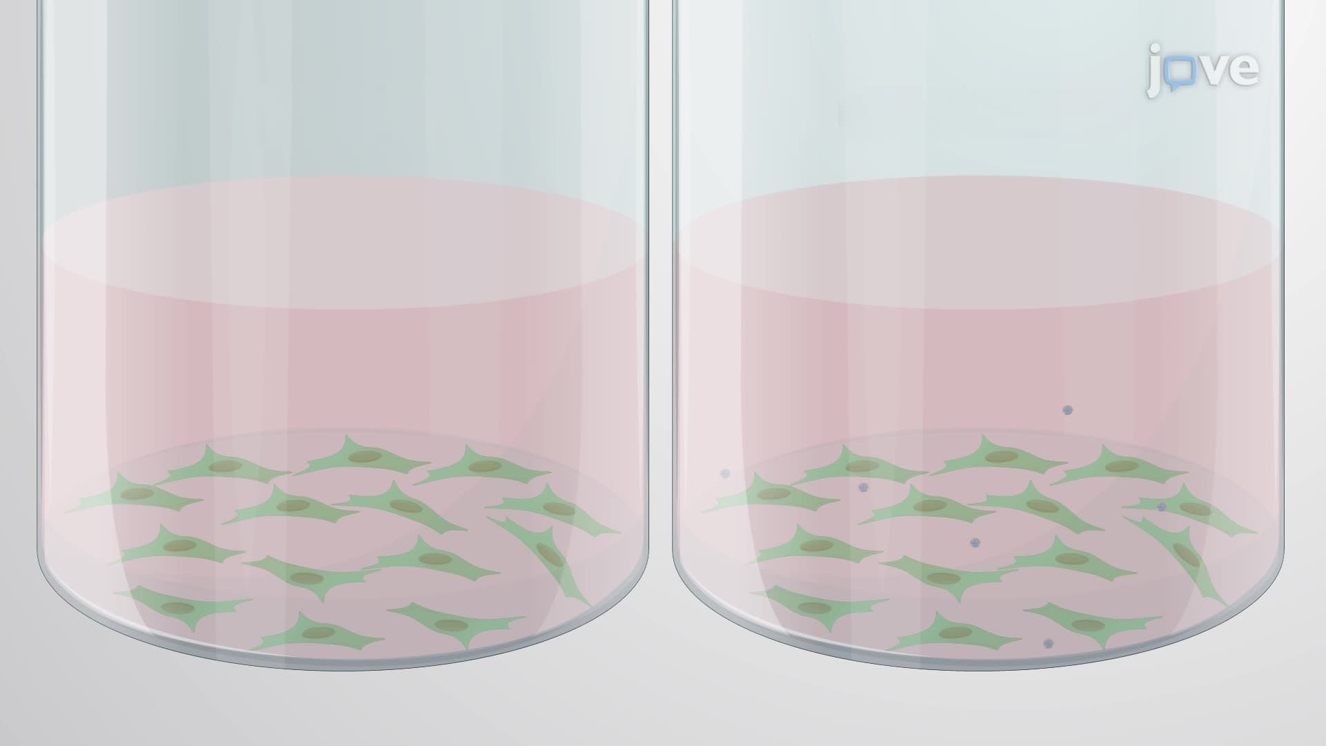 An Assay to Determine Polymicrobial Biofilm Initiation on Virus-Infected Cells
