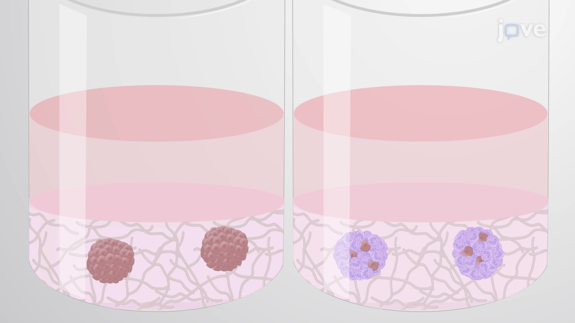 Determining the Role of Neutrophil-Like Cells in Lymphoma Cell Sensitivity to a Test Drug