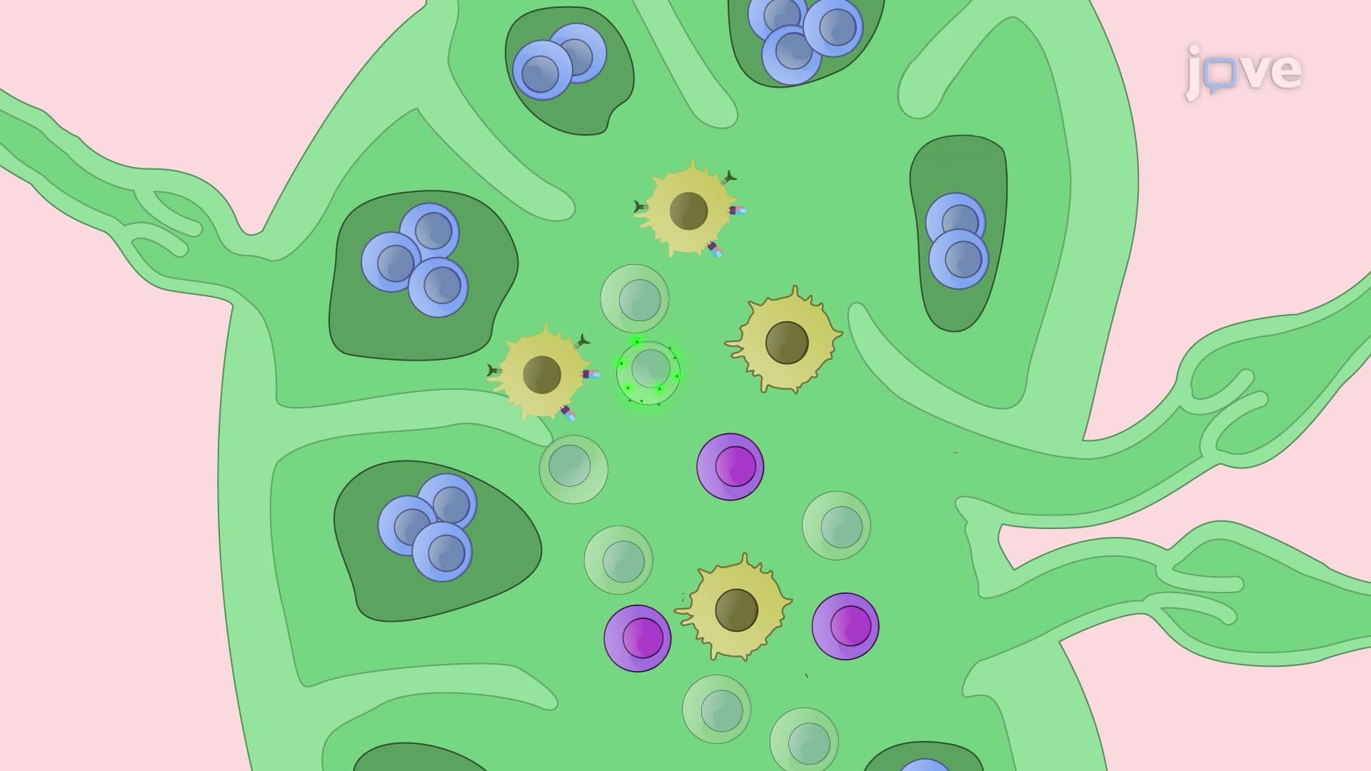 An Immunological Technique to Monitor Adjuvant-Mediated Cytotoxic T Lymphocyte Generation