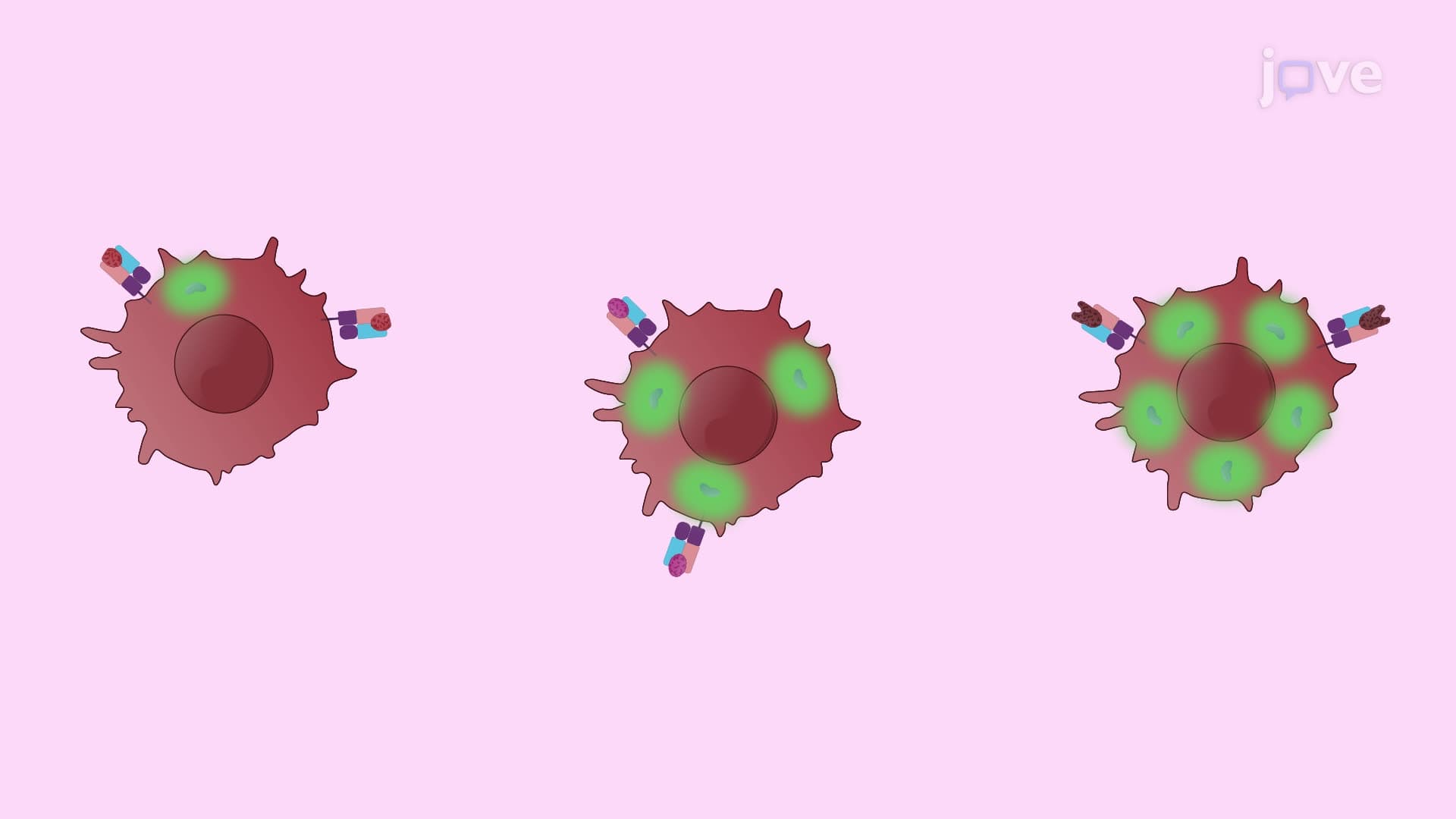 An Assay to Evaluate Immunodominance in Cytotoxic T Lymphocyte Responses