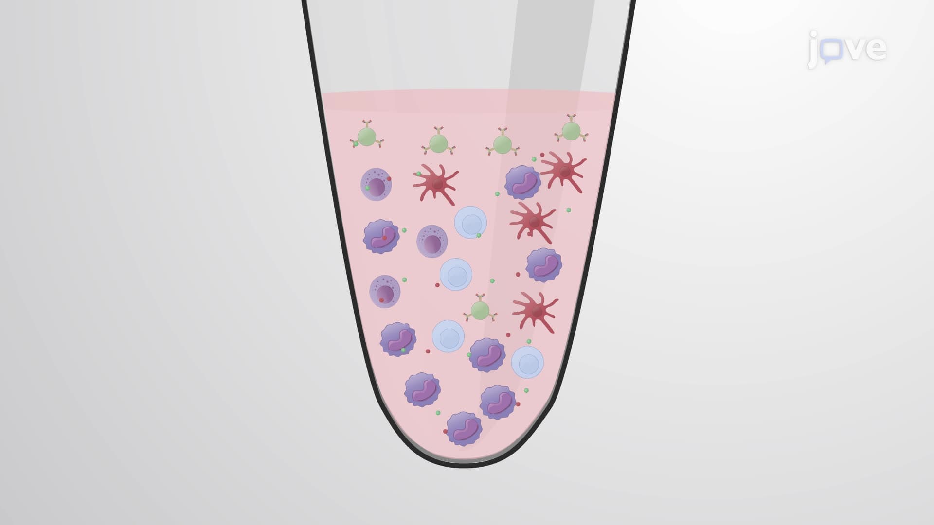 An In Vitro Assay for Evaluating the Immunomodulatory Impact of Monocytes on Leukocyte Proliferation