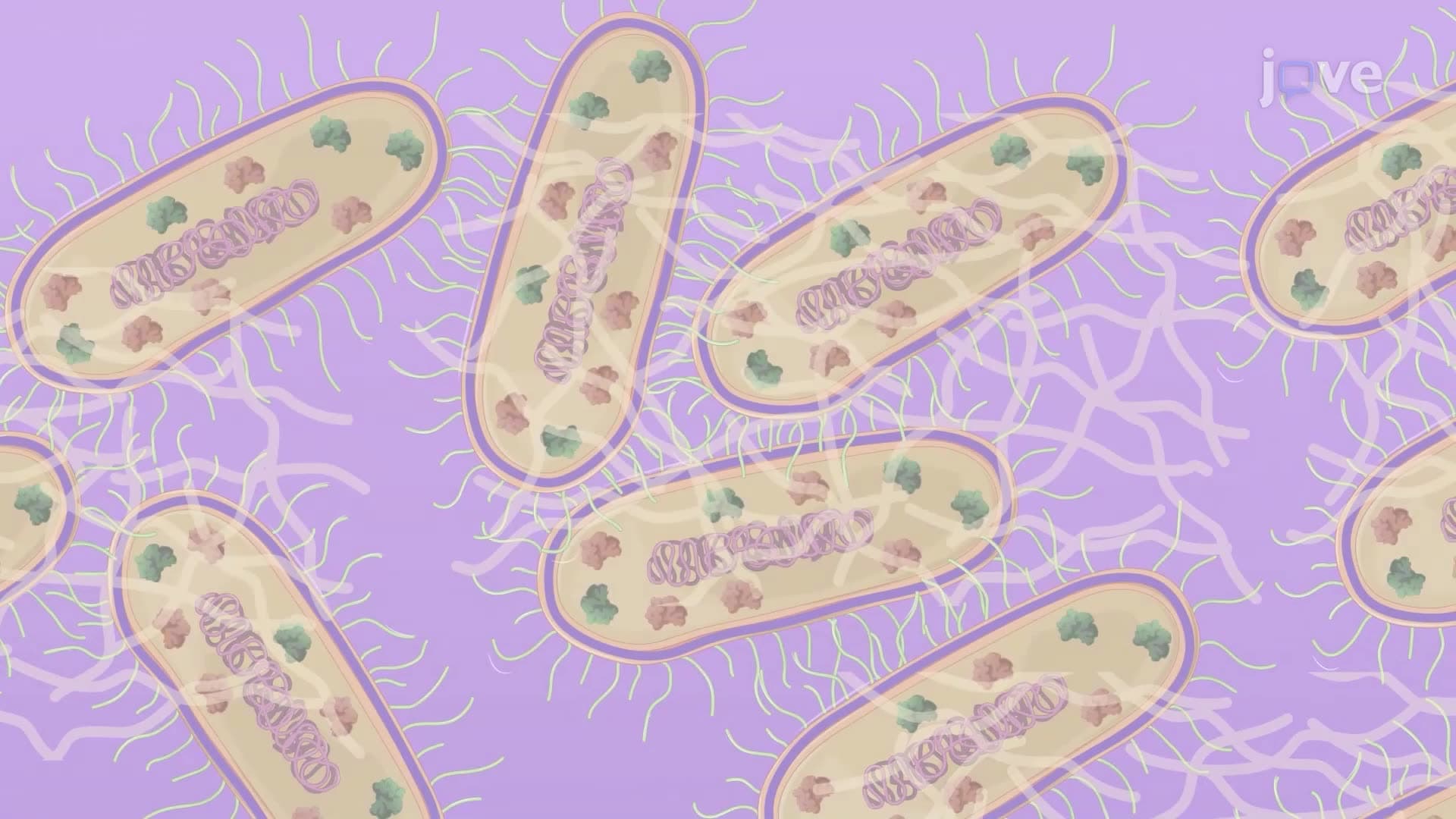 A Solid Phase Adherence Assay to Assess Biofilm Formation