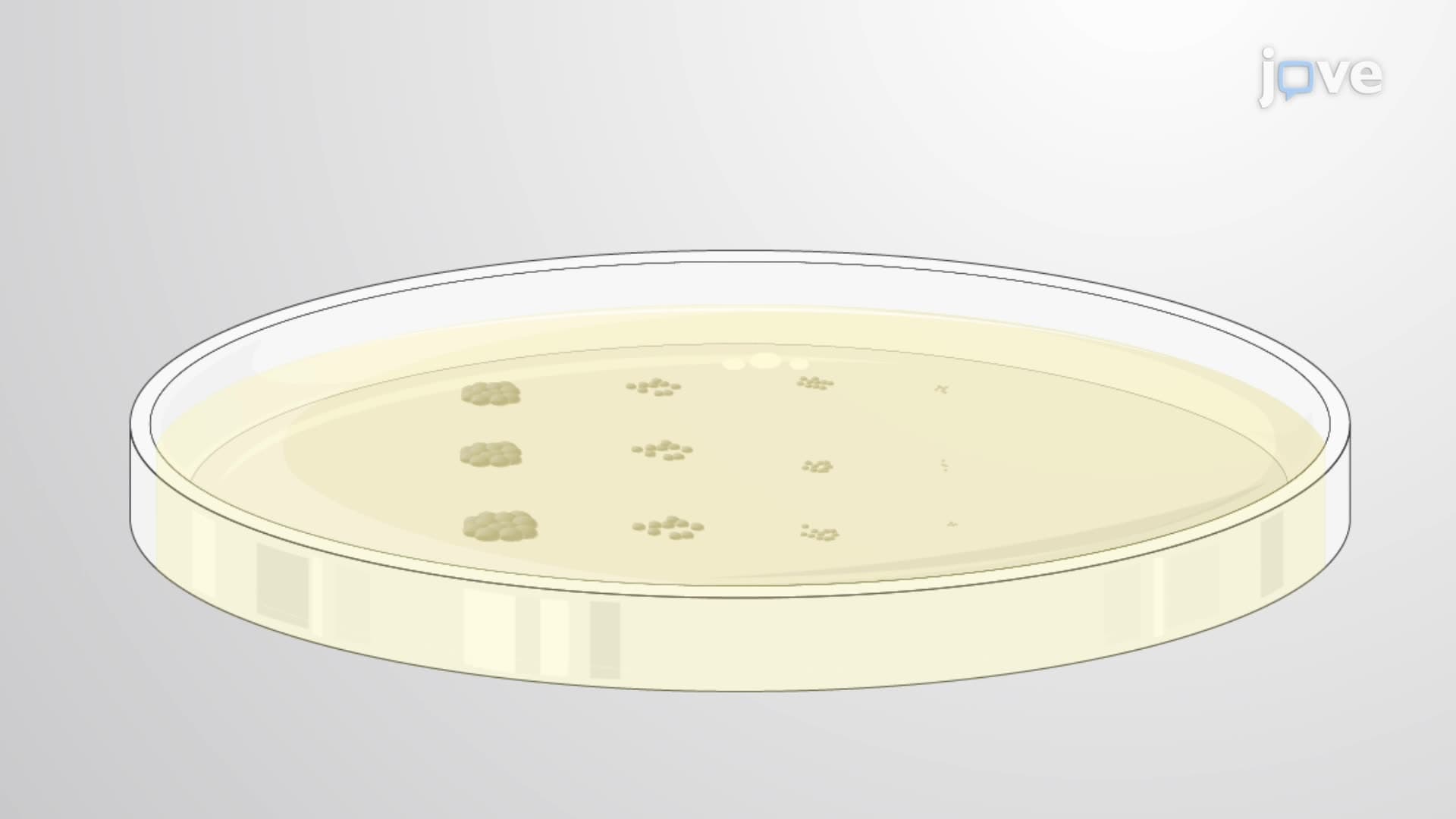 Detection of Biofilm Disassembly Through a Dispersion Assay