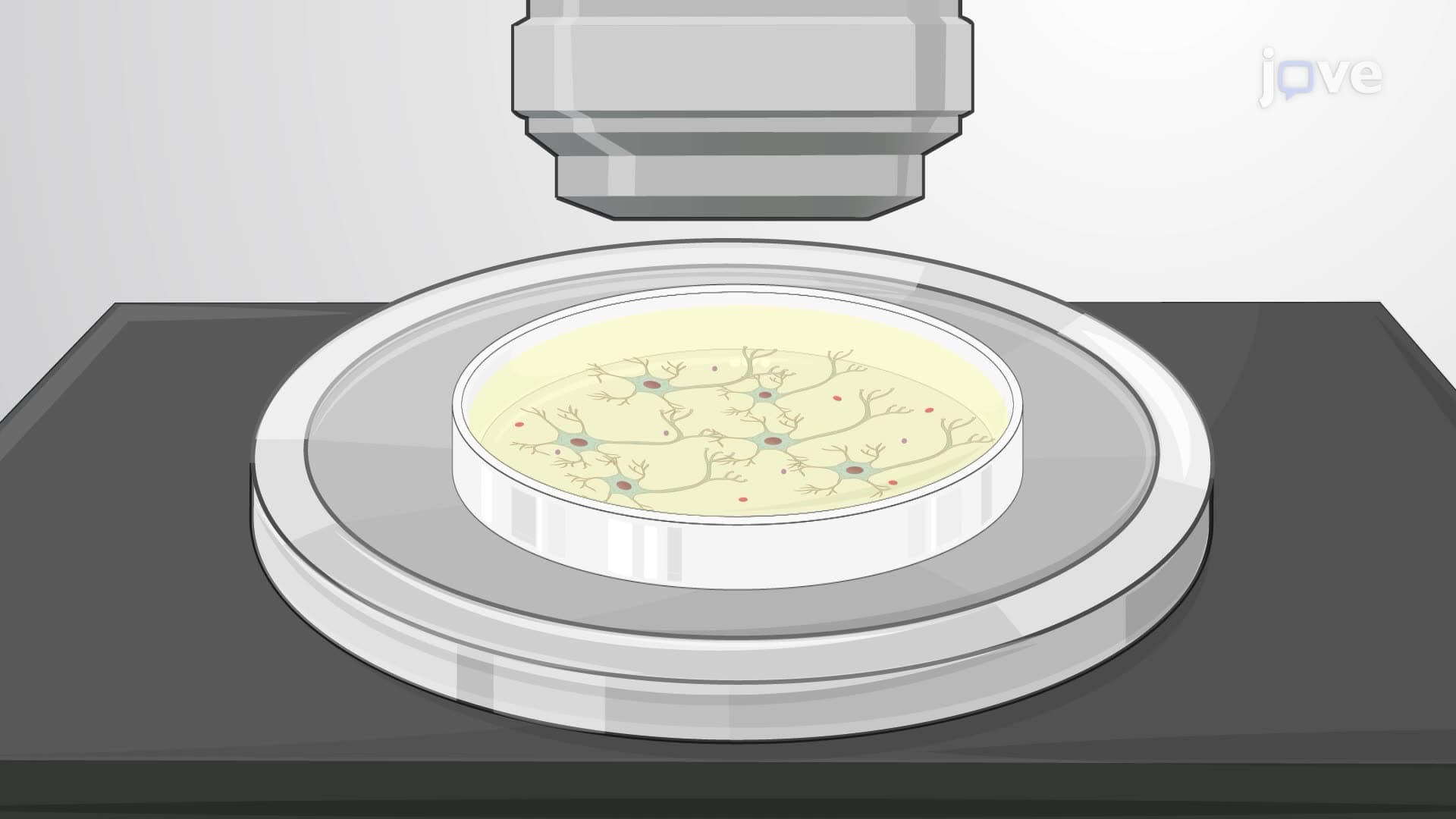 A Technique to Assess the Inhibitory Effect of Toxin Exposure on Miniature Excitatory Postsynaptic Currents (mEPSCs)