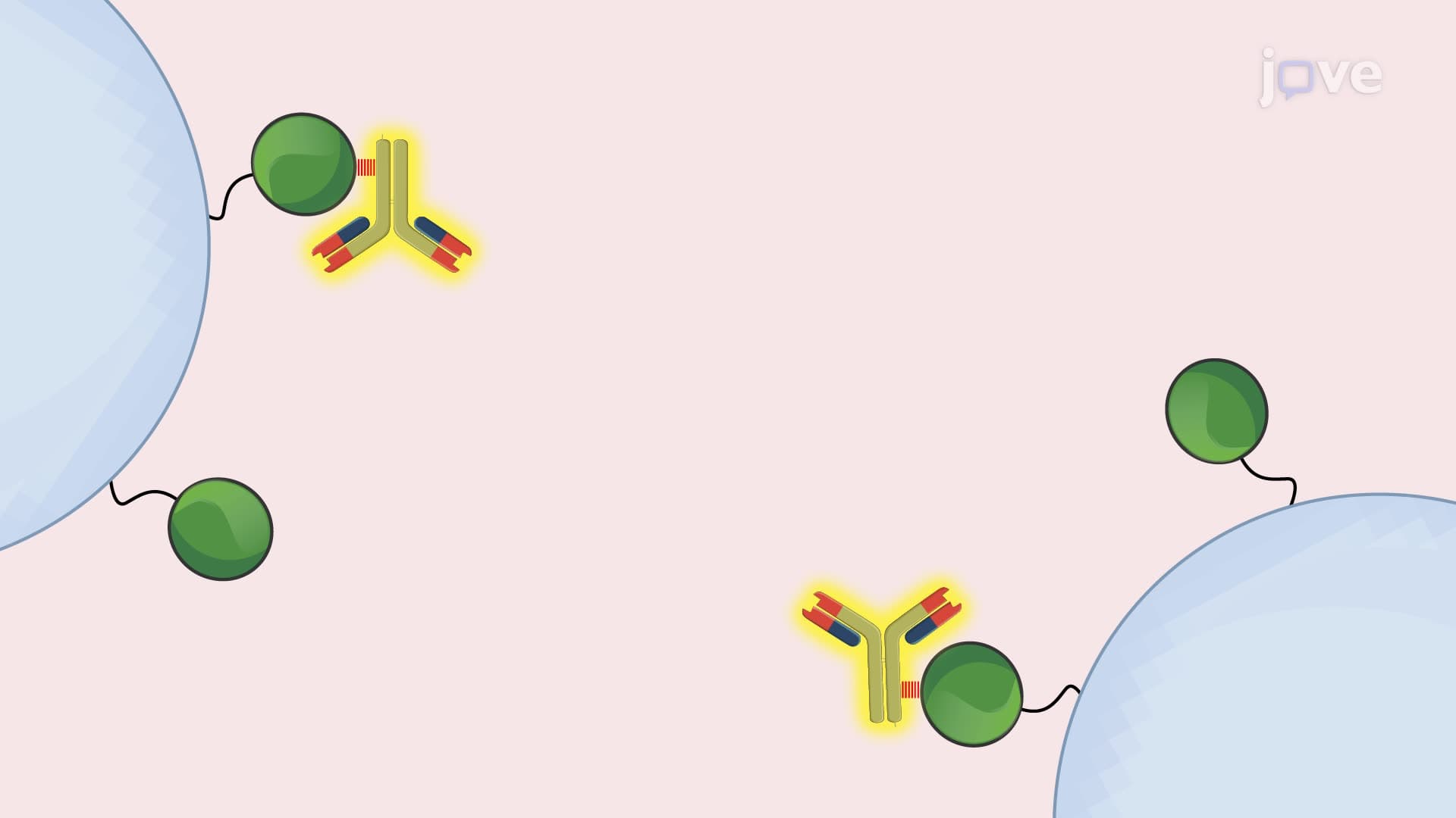 Production and Purification of Recombinant Antibodies from Mammalian Cells