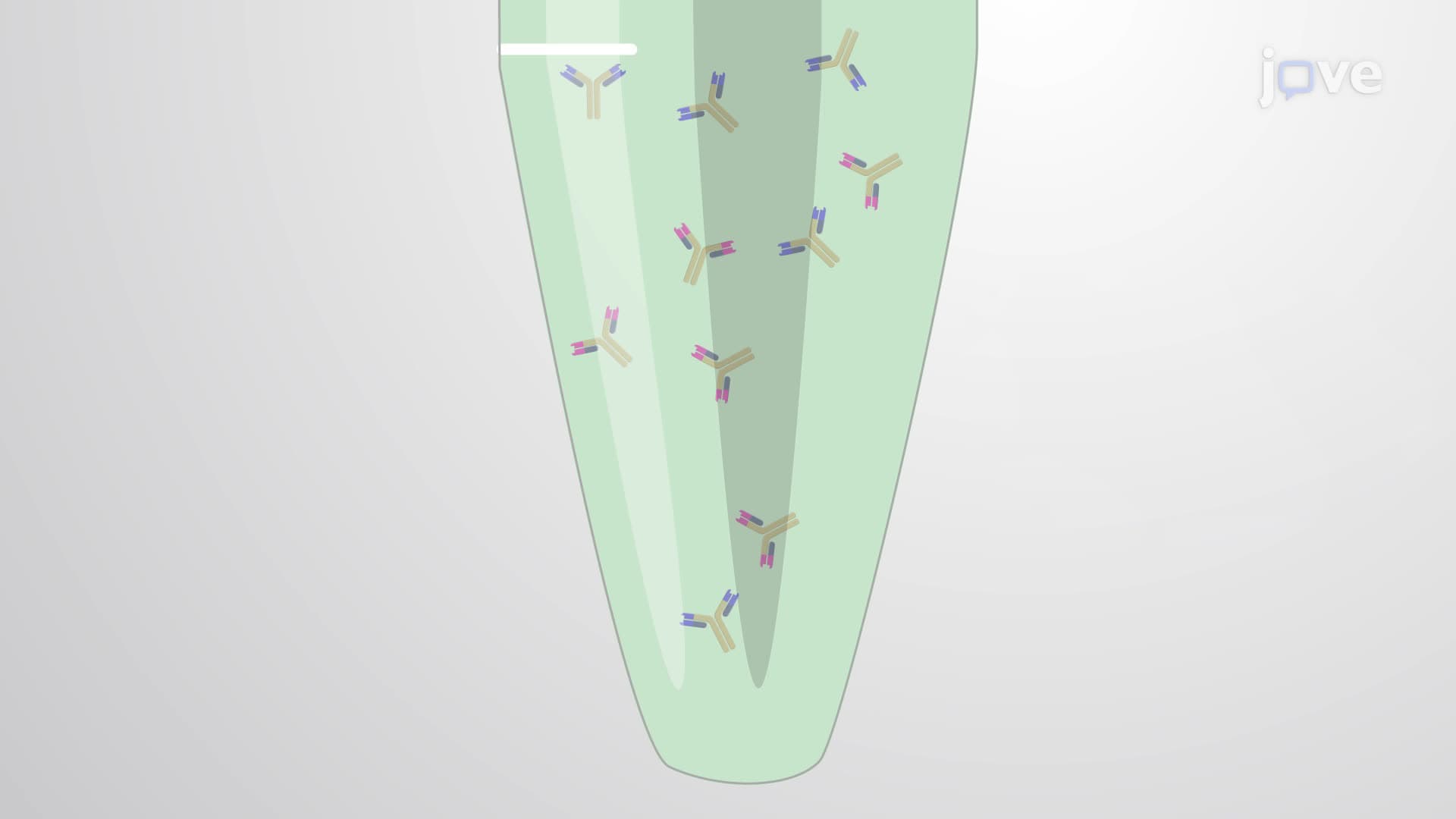 A Hybridoma Technology for Producing Monoclonal Antibodies against a Metallopeptidase