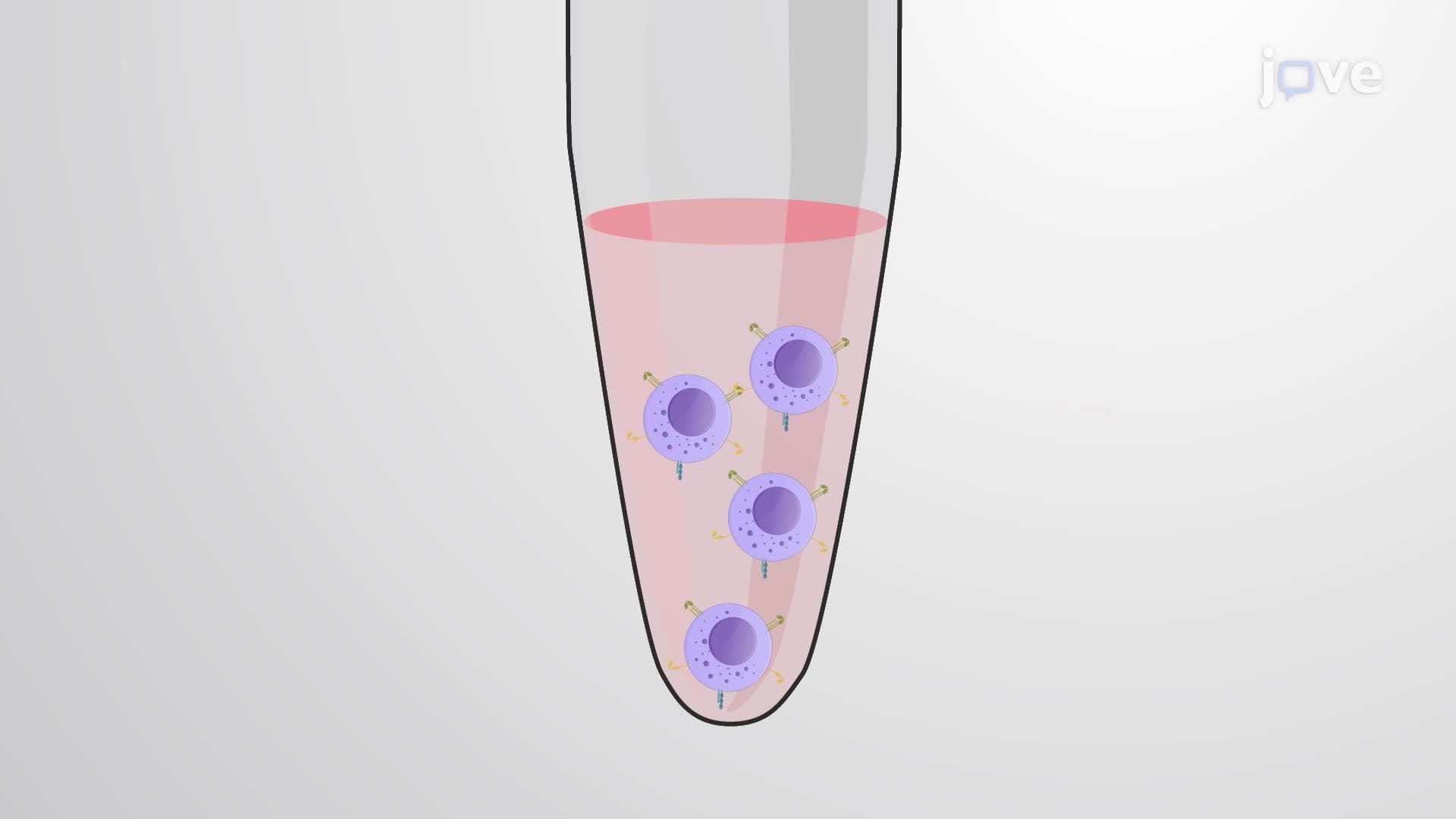 An In Vitro Artificial Activation Assay for Studying Fc Receptor Activation by Antibodies