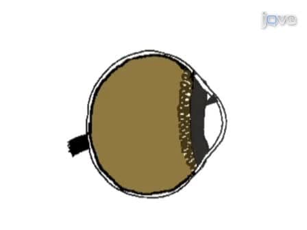Isolation of Retinal Stem Cells from the Mouse Eye