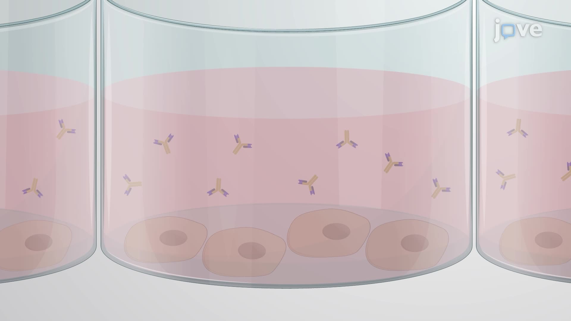 A Technique to Generate Monoclonal Antibodies from Antigen-Specific B Cells