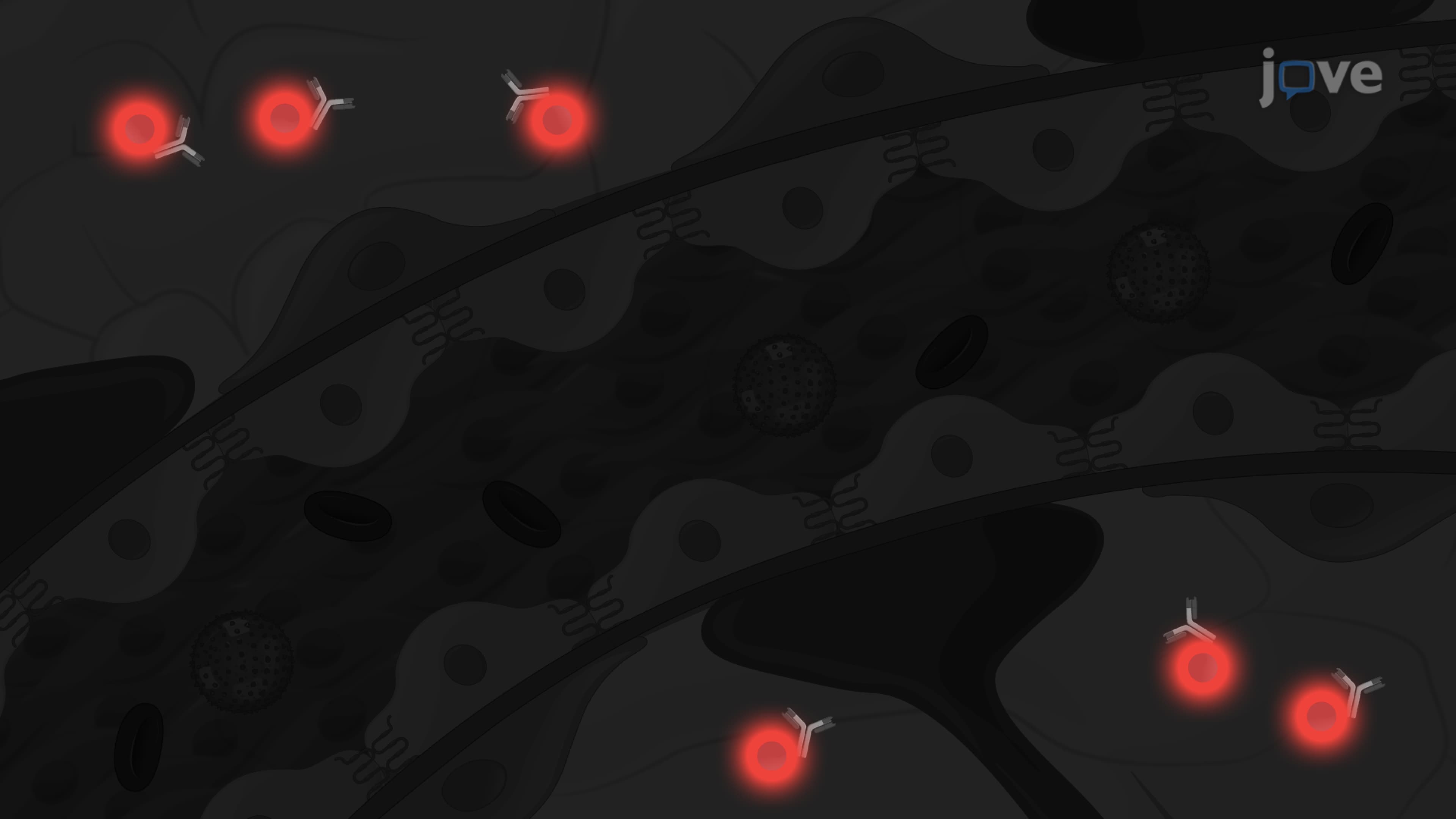 An Ultrasound-Assisted Delivery of Antibodies in a Mouse Model