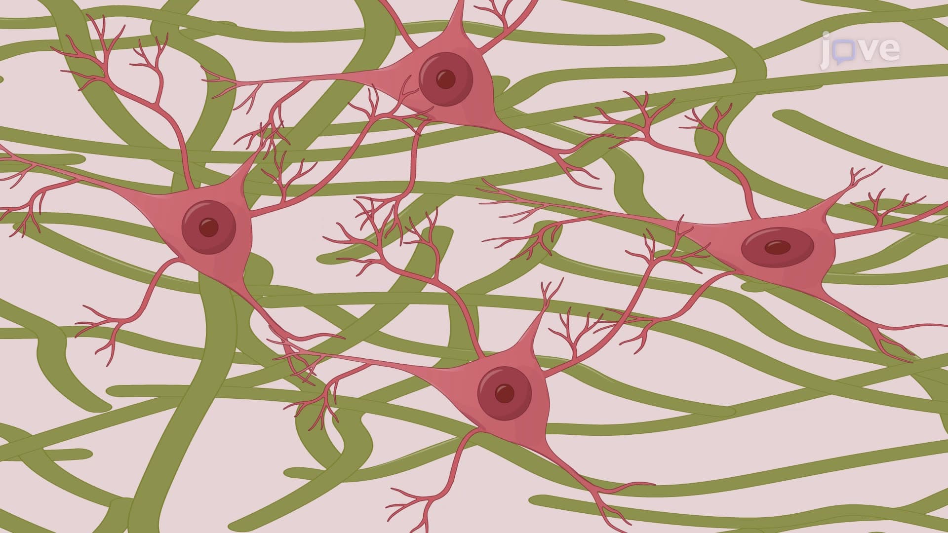 An Assay to Detect Autoantibodies in Human Serum using a Hippocampal Neuronal Culture