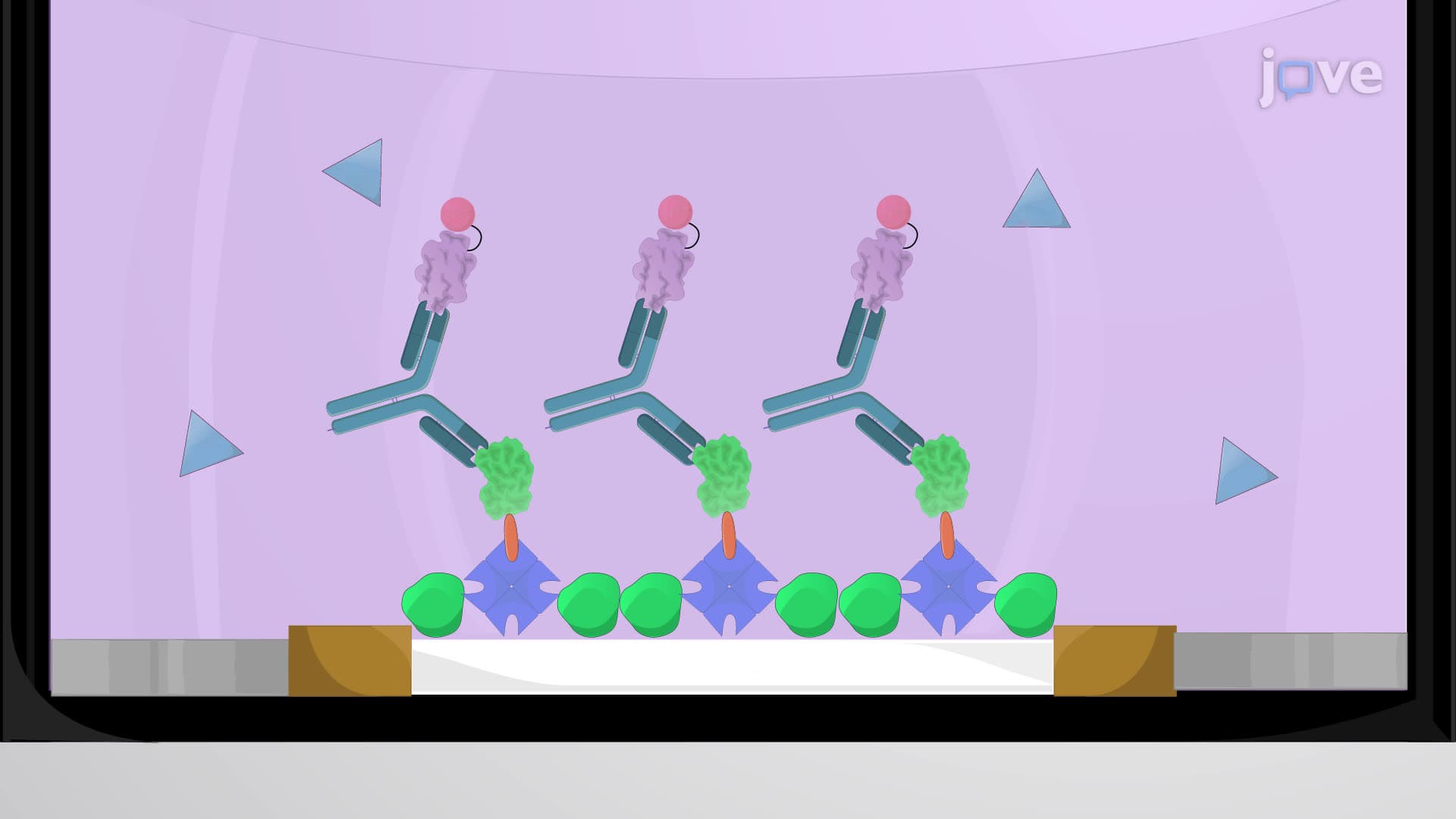 Detection of Human Islet Autoantibodies Using an Electrochemiluminescence Assay