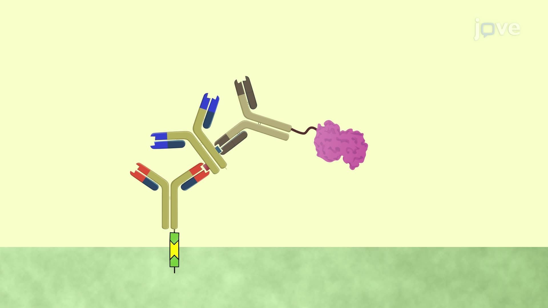 A Paper-Based Immunoassay for the Detection of Immunoglobulin G