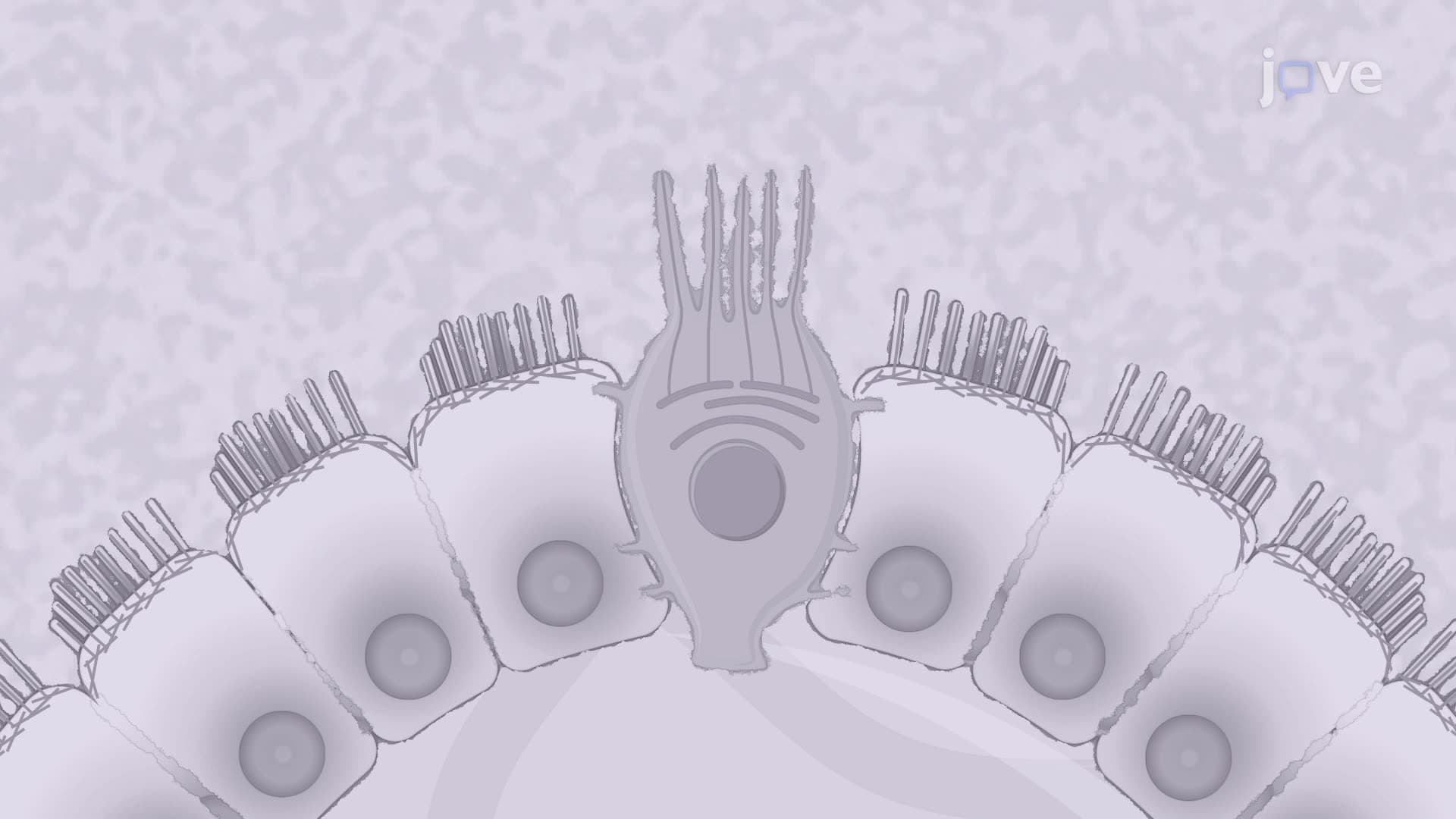 An Immunofluorescence-Based Method for Visualizing Tuft Cells in Jejunum Cryosections