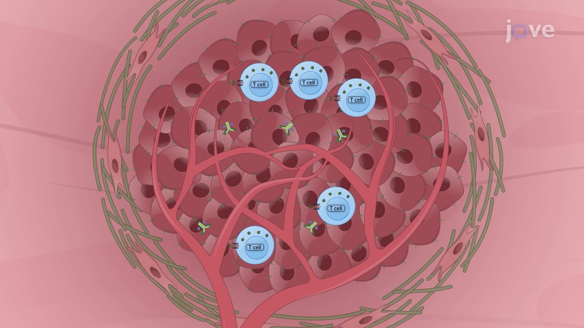 An In Vivo Technique to Track Bispecific Antibody-Induced T Cell Trafficking to Tumors