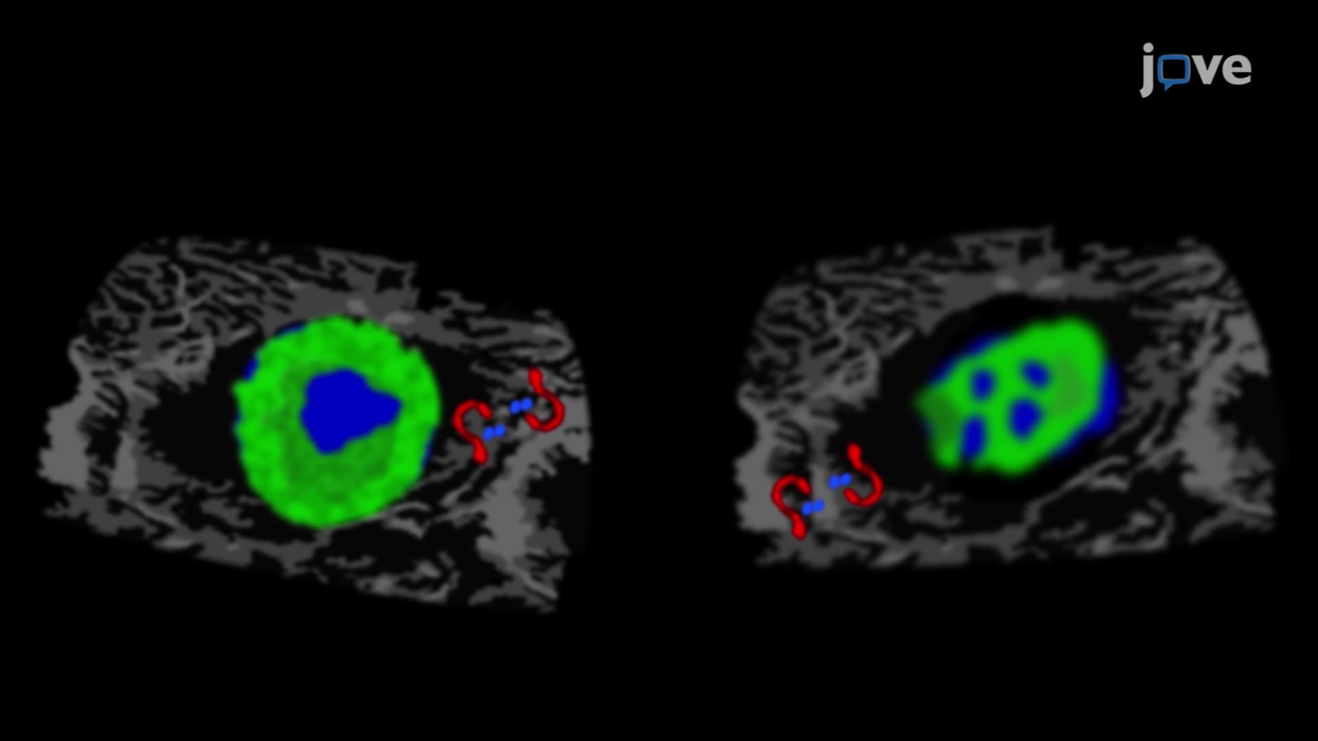 A Double-Labeling Immunofluorescence Technique to Visualize Host and Pathogen Proteins in an Infected Cell