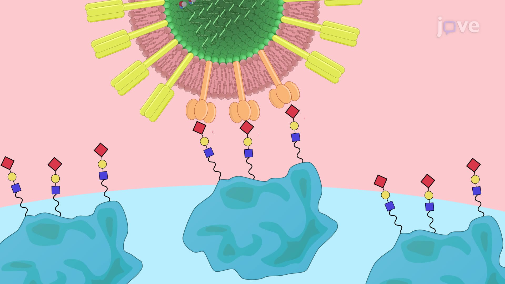 An Assay to Measure Influenza Neuraminidase Inhibition Antibody Titers