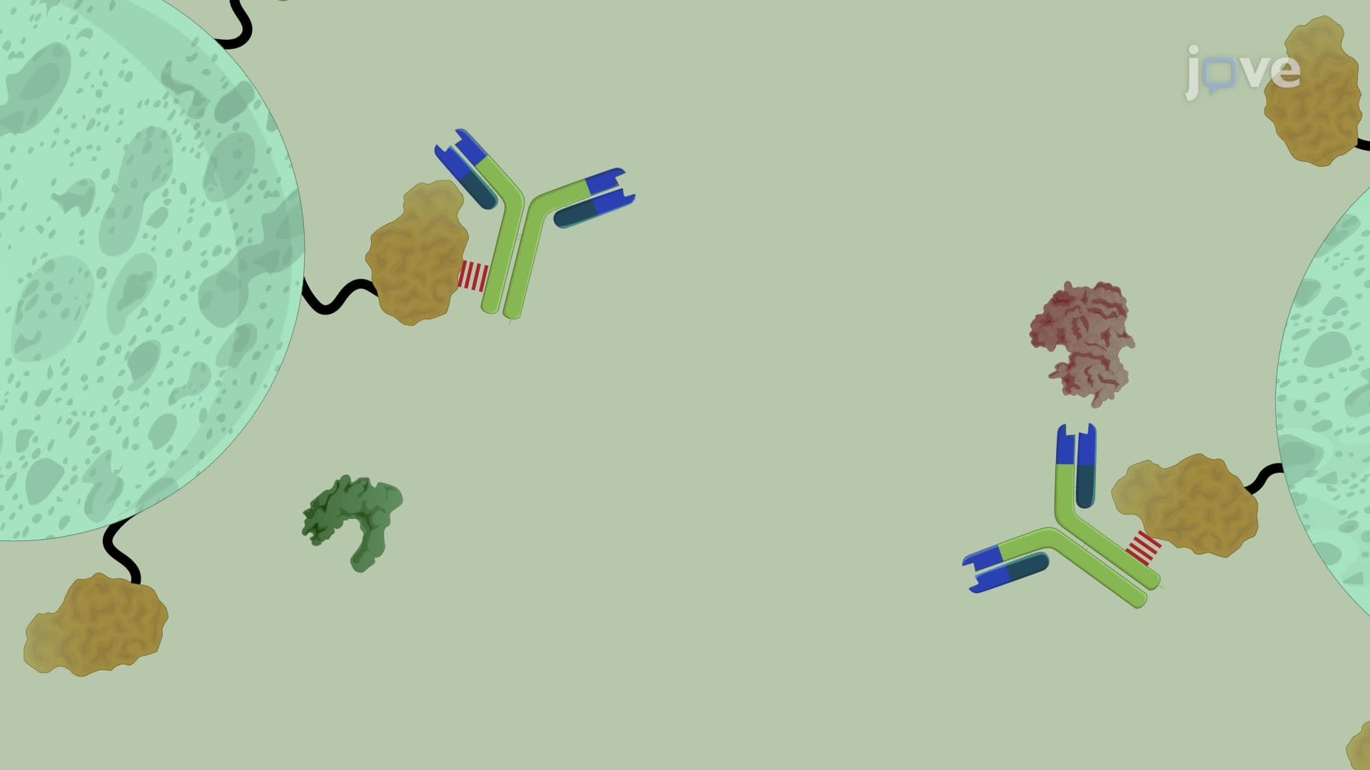 An Affinity Chromatography Technique for the Purification of Monoclonal Antibodies