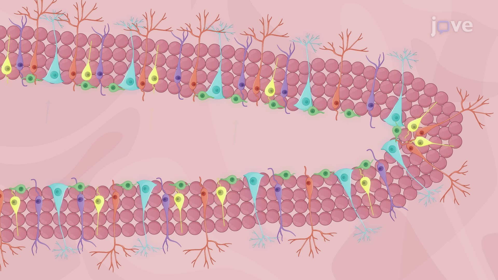An Immunofluorescence Staining Technique to Detect Adult Hippocampal Neurogenesis