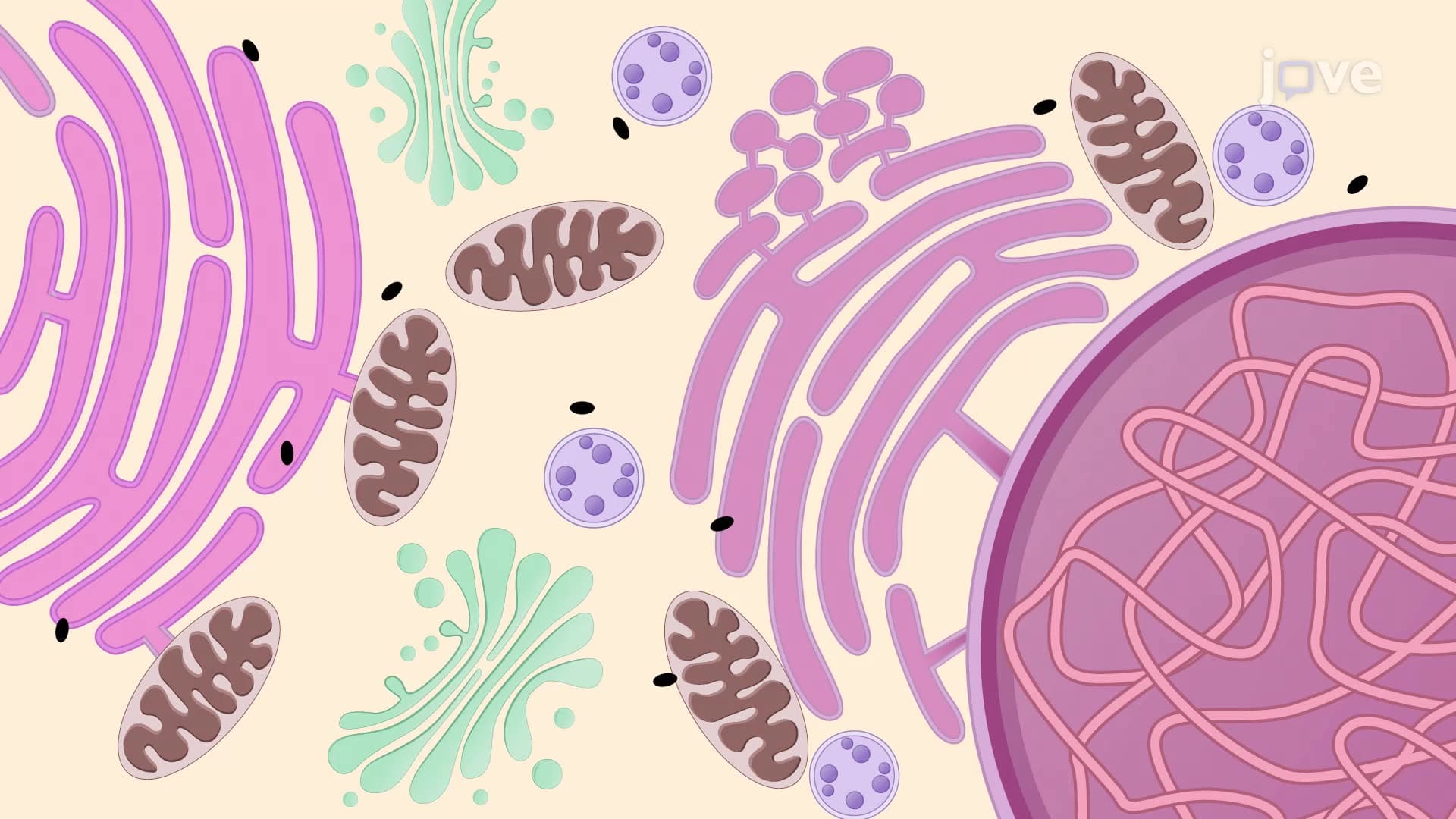 An Immunolabeling Technique to Visualize the Subcellular Localization of Proteins