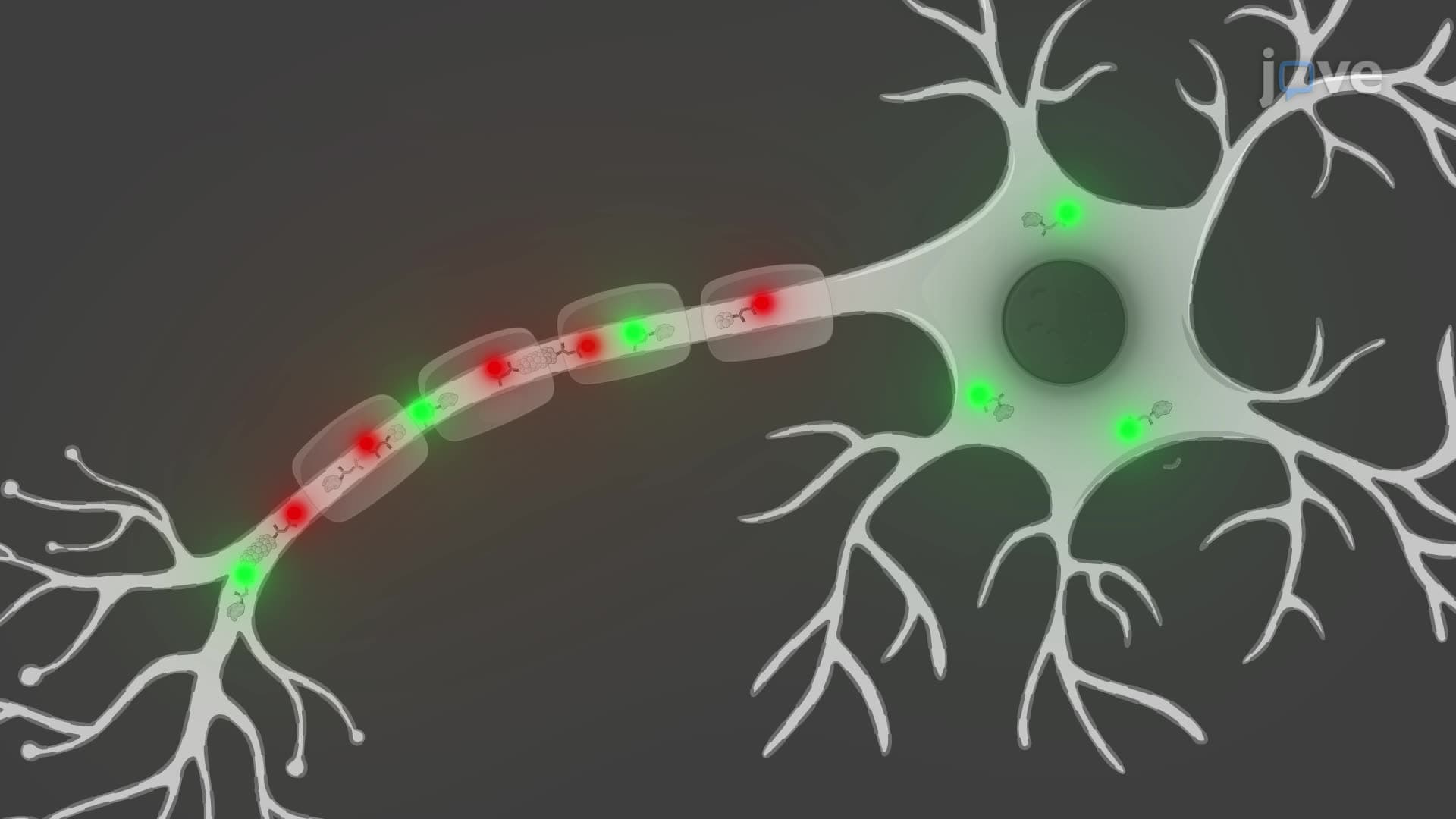 An Immunofluorescence Assay to Detect Alpha-Synuclein Aggregates in a Skin Biopsy Section