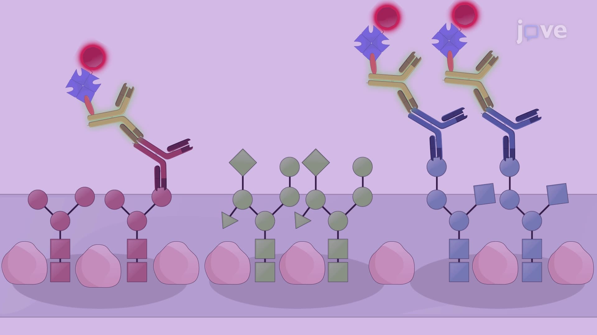 Detecting Circulating Anti-Glycan Antibodies with a Printed Glycan Array
