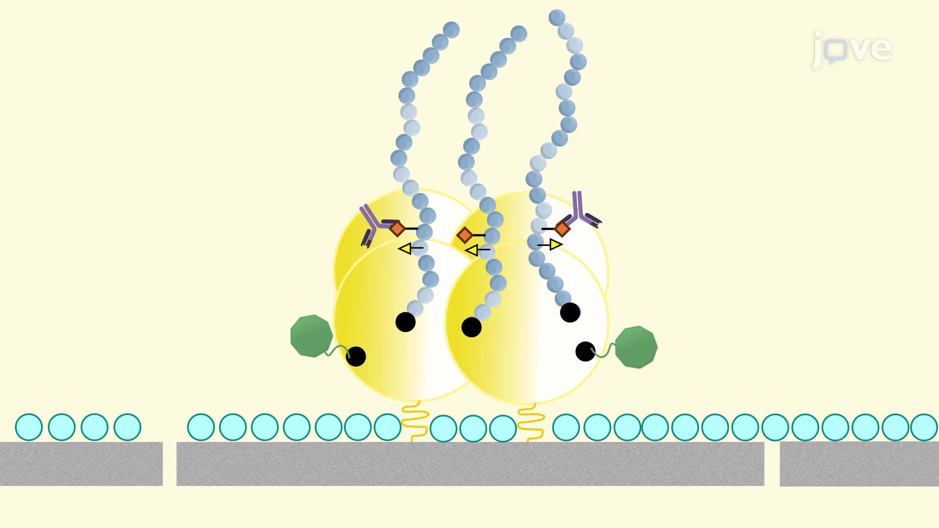 A Peptide Microarray Technology for Specificity Profiling of Antibodies
