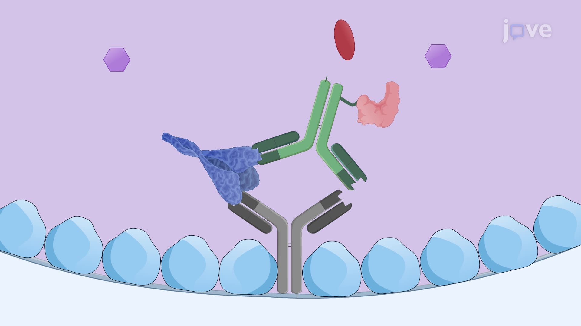 Using a Sandwich ELISA to Determine the Immunogenic Glycoprotein Content in a Vaccine