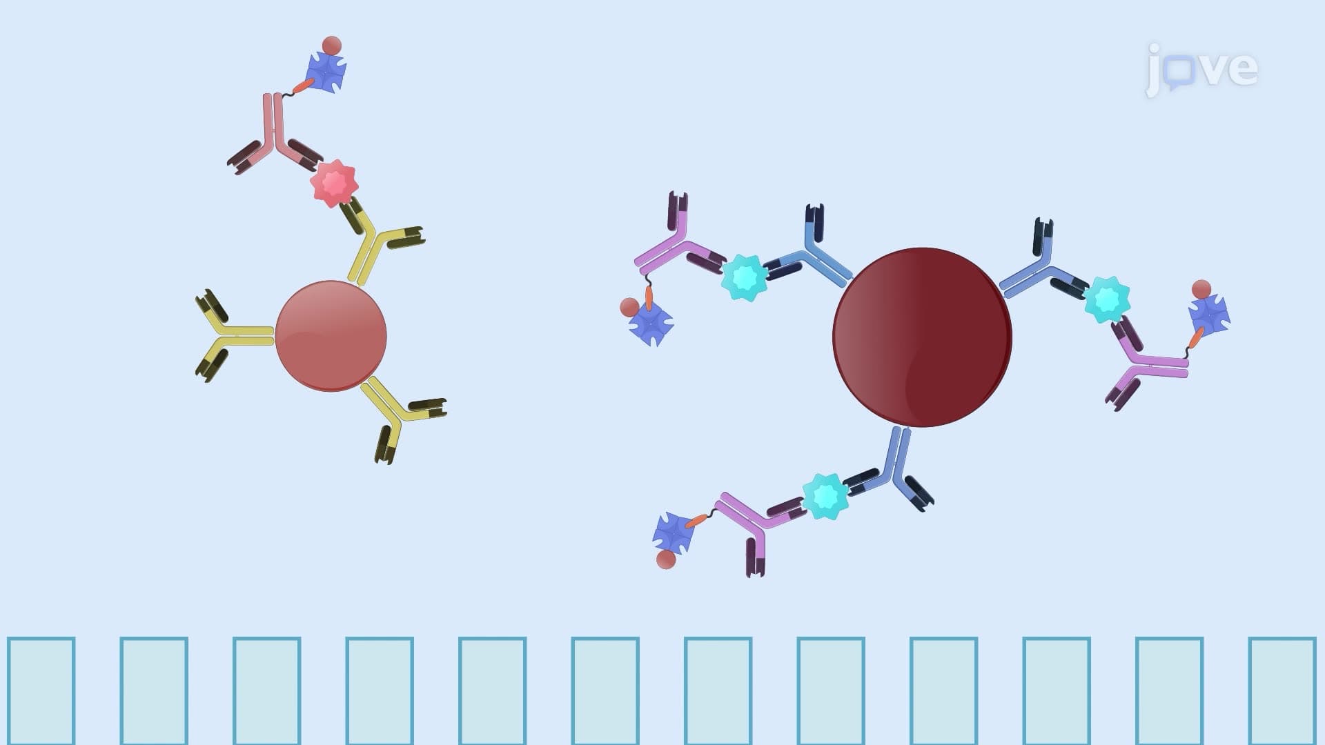 A Multiplex Bead-Based Immunoassay to Quantify Multiple Cytokine Targets