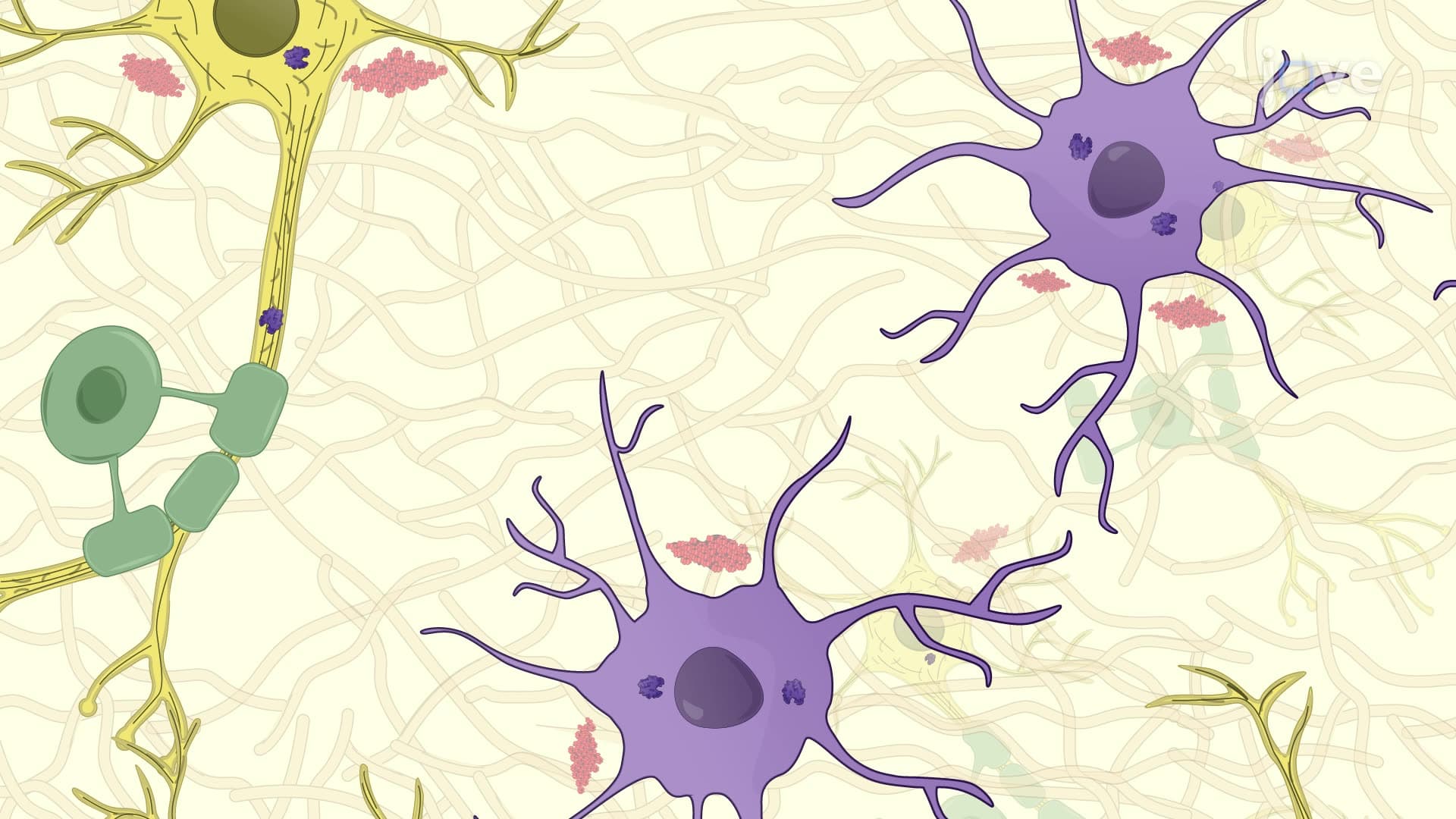 Detecting Abnormal Prion Proteins in Brain Tissue Using Immunohistochemistry
