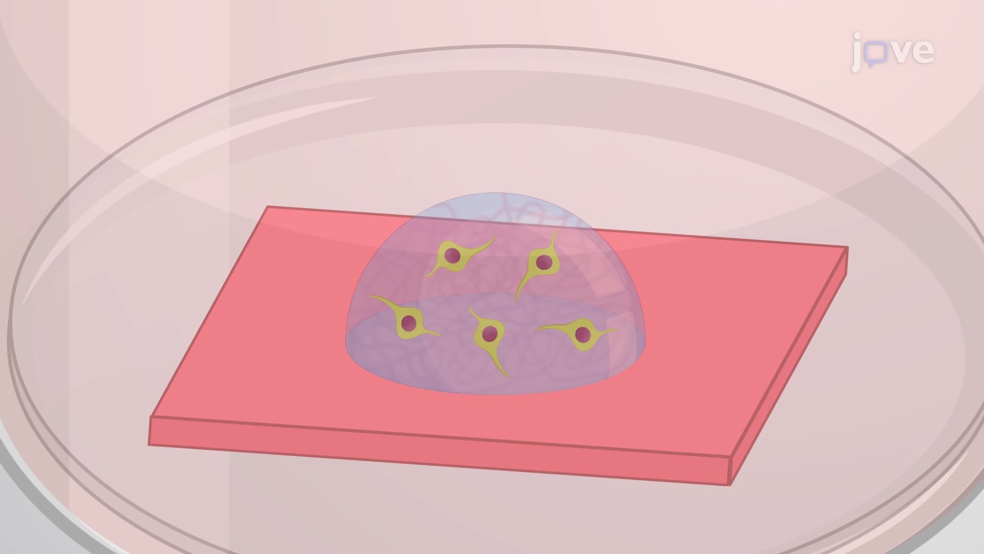 Immunostaining of Cells Encapsulated in a 3D Hydrogel System