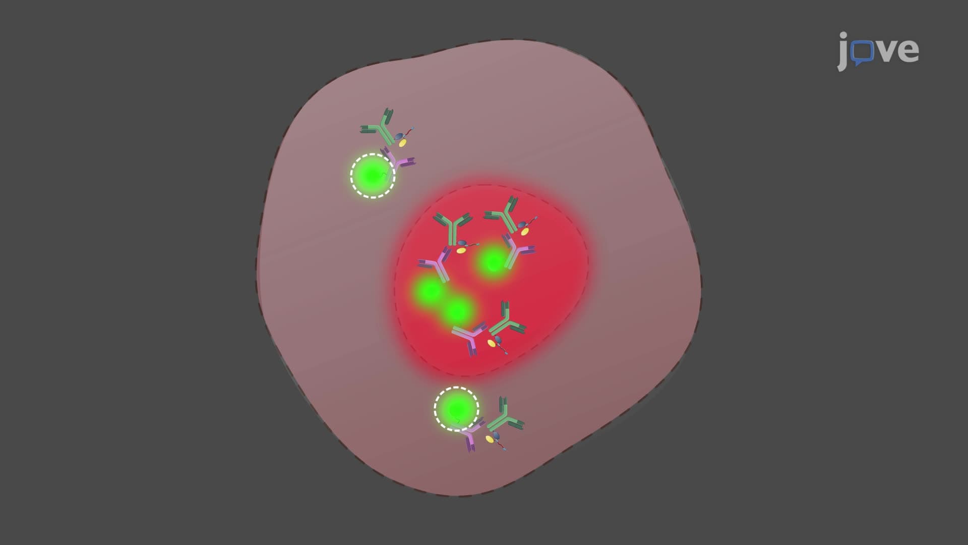 Evaluating the Intracellular Distribution of Virus-Derived Peptide-Modified Antibody Conjugates