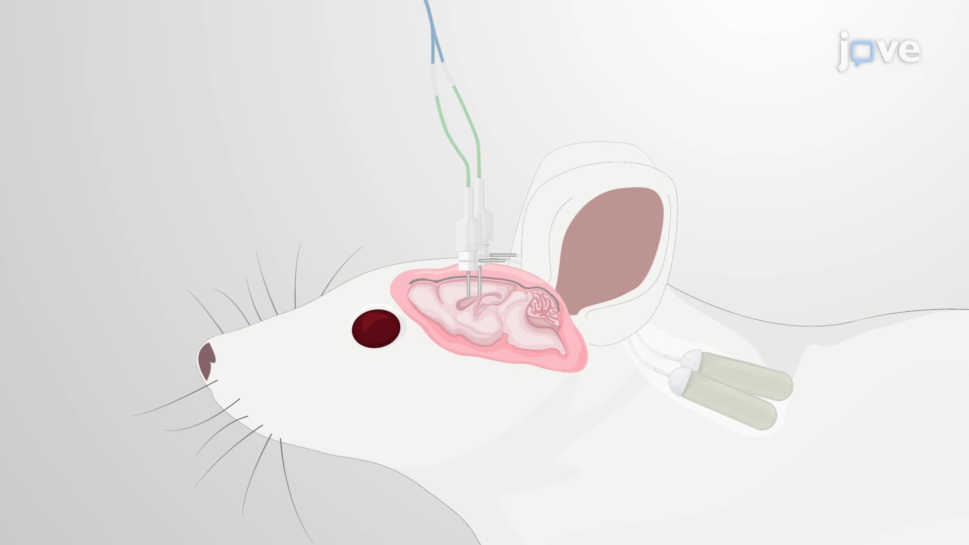 Controlled Infusion of A&beta; Peptide-Specific Antibodies and A&beta; Oligomers into the Rat Hippocampus