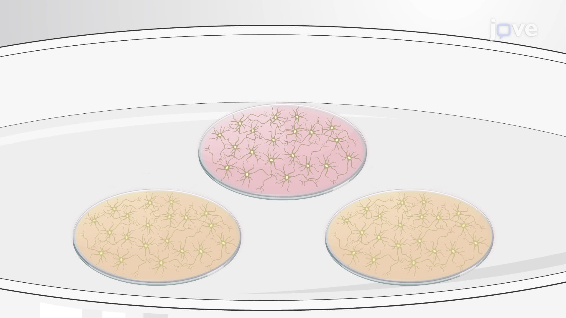 An In Vitro Technique to Study Glutamate Receptor Trafficking in Hippocampal Neurons