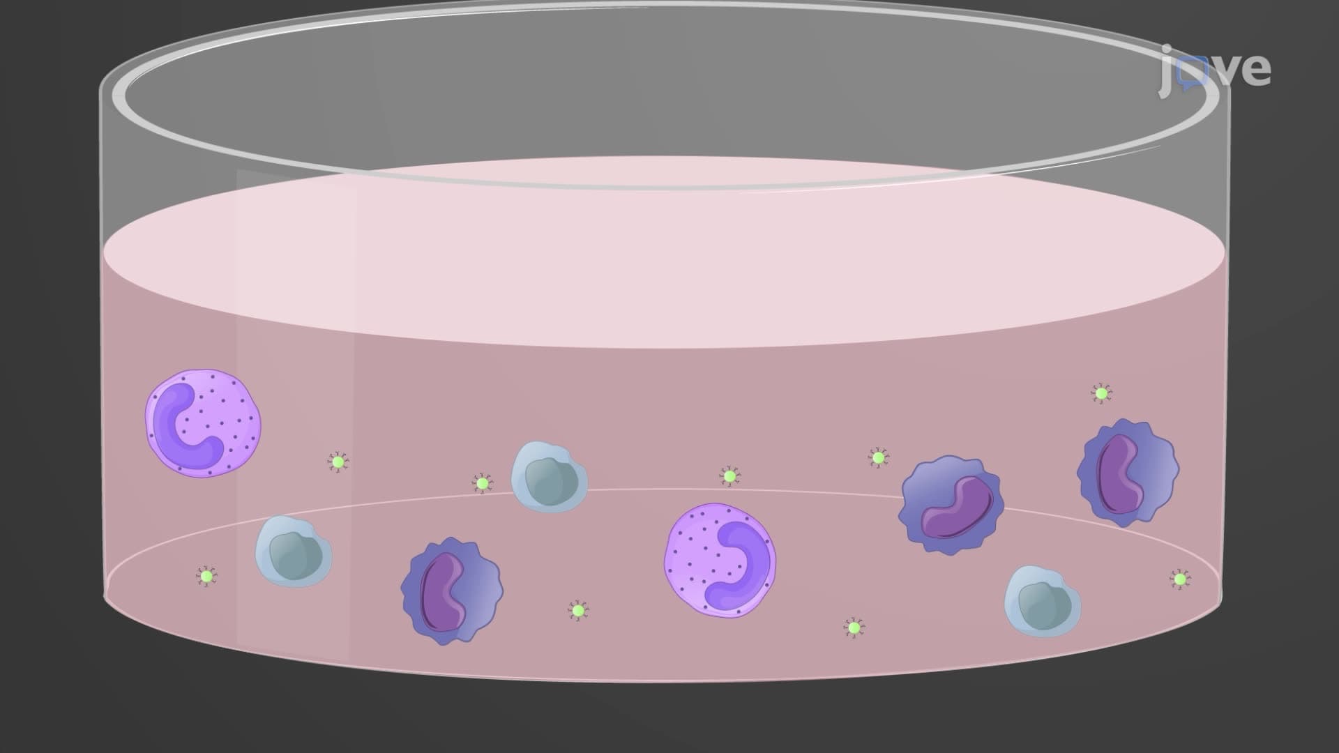 An In Vitro Assay to Measure Antibody-Dependent Cellular Phagocytosis by Phagocytes