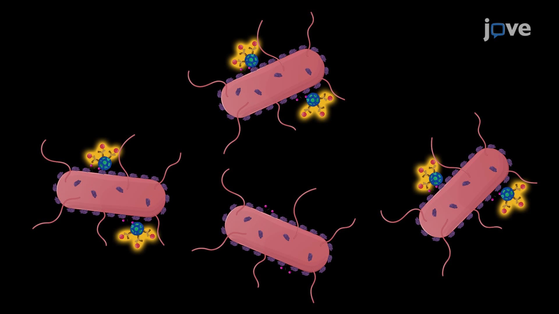An Assay to Quantify the Binding of Human Norovirus VLPs to Intestinal Bacteria