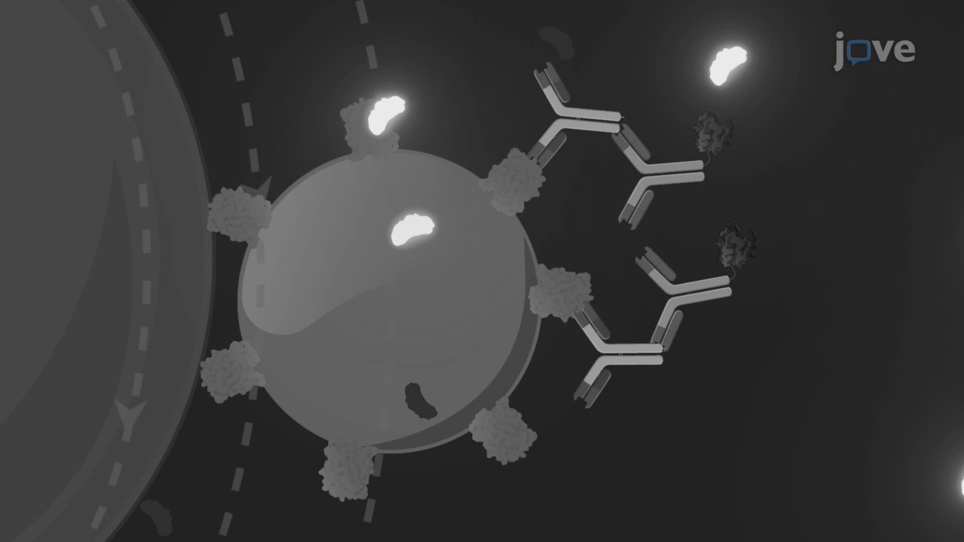 A Magnetic Nanoparticle-Based Immunoassay Using a Microfluidic Device