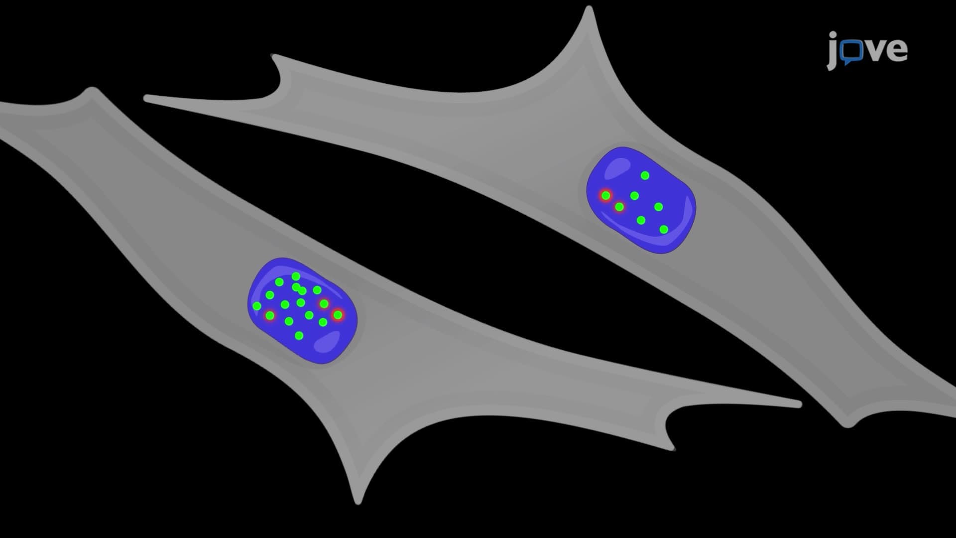 An Immunofluorescence-Based Method to Quantify Replication Stress in Cancer Cells