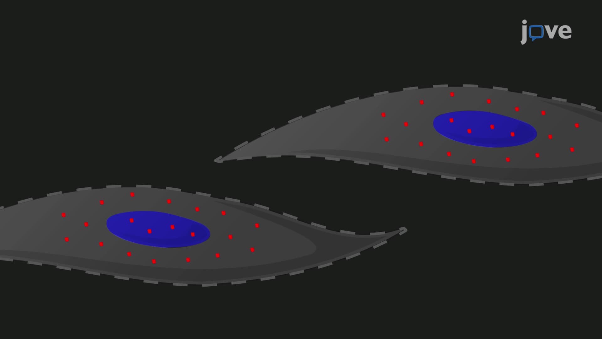 An Immunofluorescence Technique for Viral Protein Localization in Infected Cells