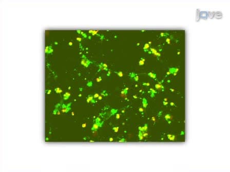 Primary Cell Cultures from Drosophila Gastrula Embryos