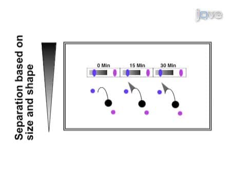 Visualization of UV-induced Replication Intermediates in E. coli using Two-dimensional Agarose-gel Analysis