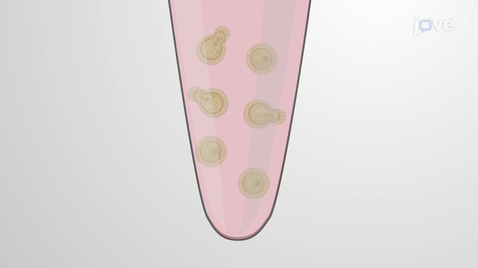 The Effect of Aspirin and Ibuprofen on the Phagocytic Ability of Macrophages