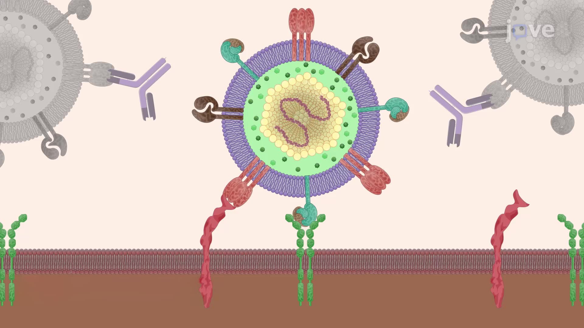 An Immunofluorescence Method to Measure the Neutralization of Human Cytomegalovirus