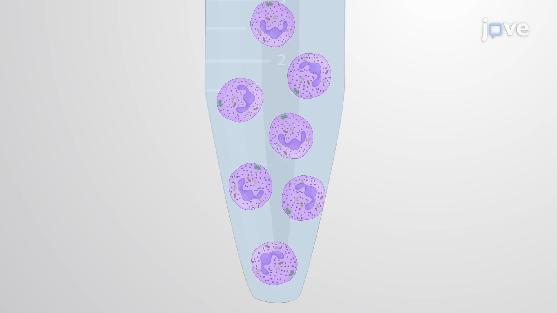 Isolation and Digestion of Neutrophil Proteins