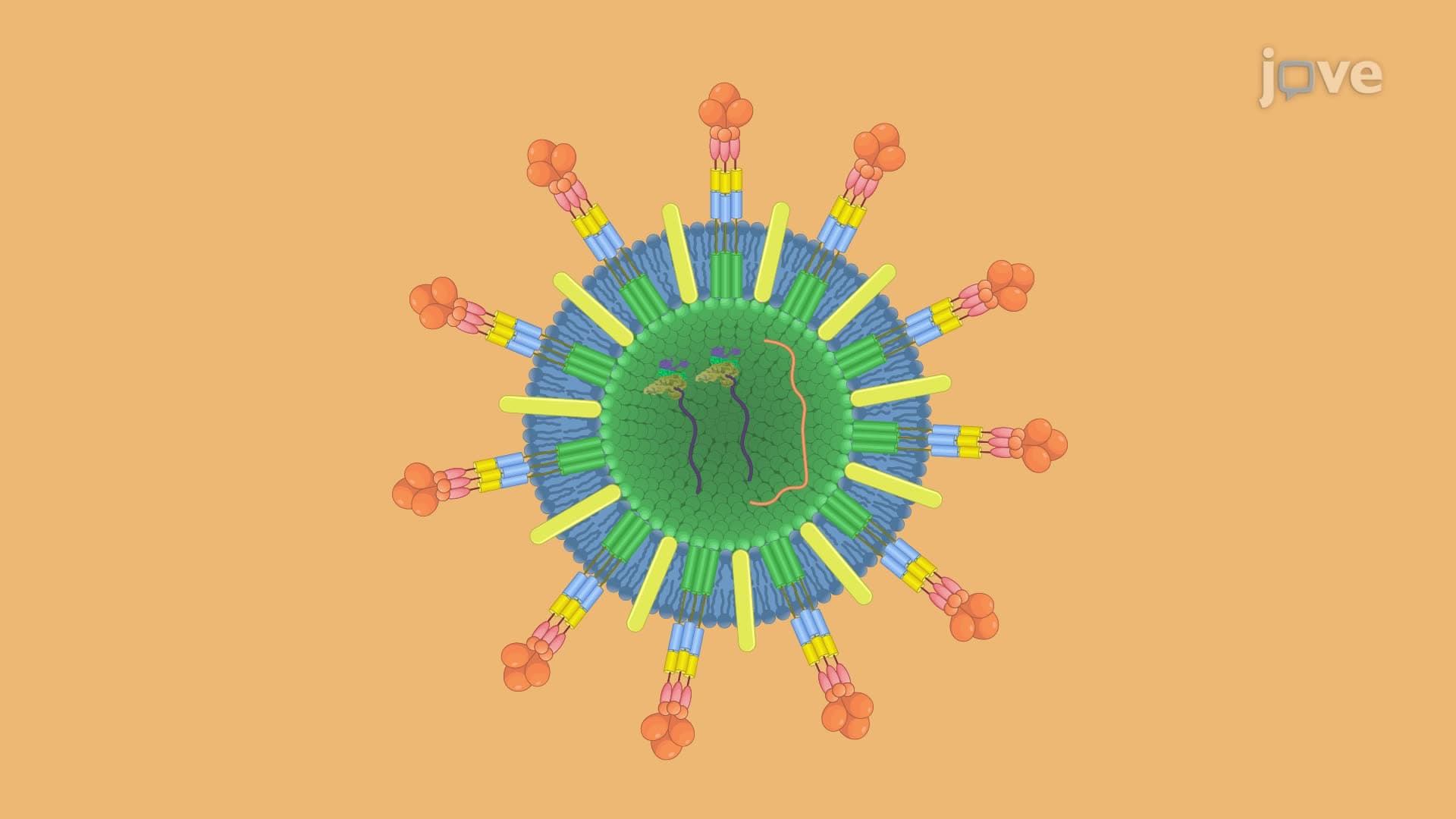 Assessing Functional SARS-CoV-2 Neutralizing Antibodies